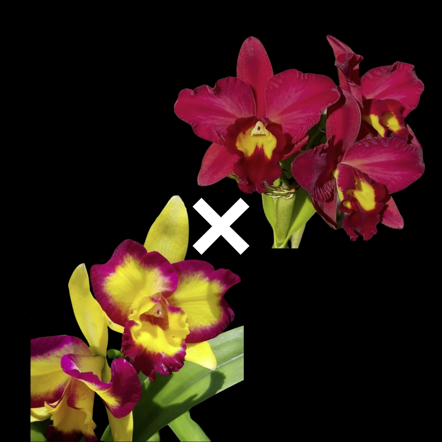 Rth. Smiley Kiss x Rlc. Shin Shiang Diamond | 3" pot | BS not in bloom