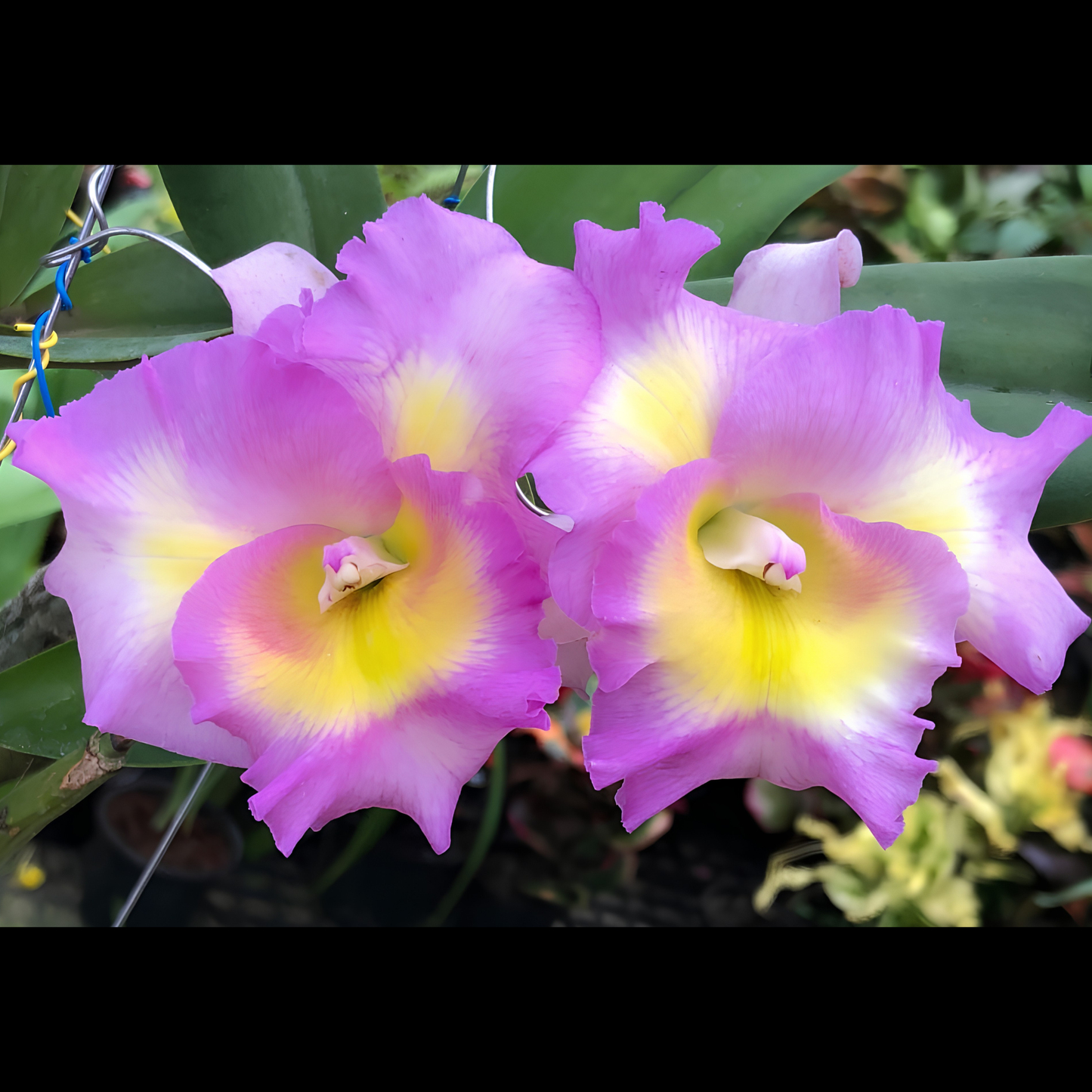 Ryc. Rainbow 'Pink' | BS not in bloom | 4" pot