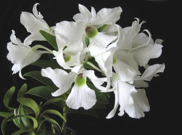D. sanderae var. luzonicum | In Bloom/Bud