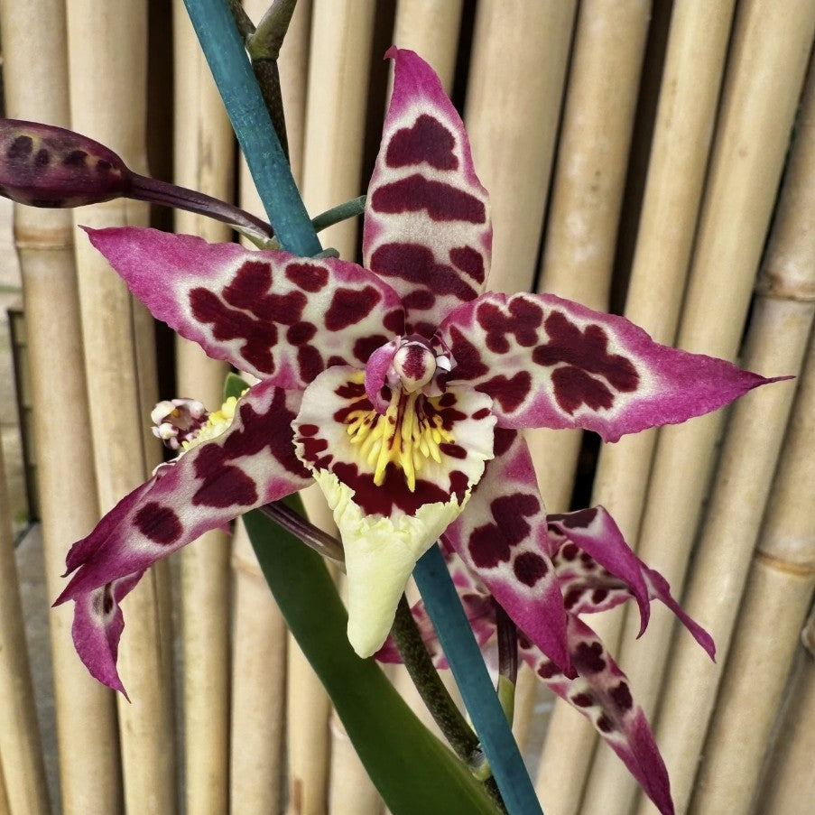 Alcra. Vivacious 'Partytime' | In-spike/Flower