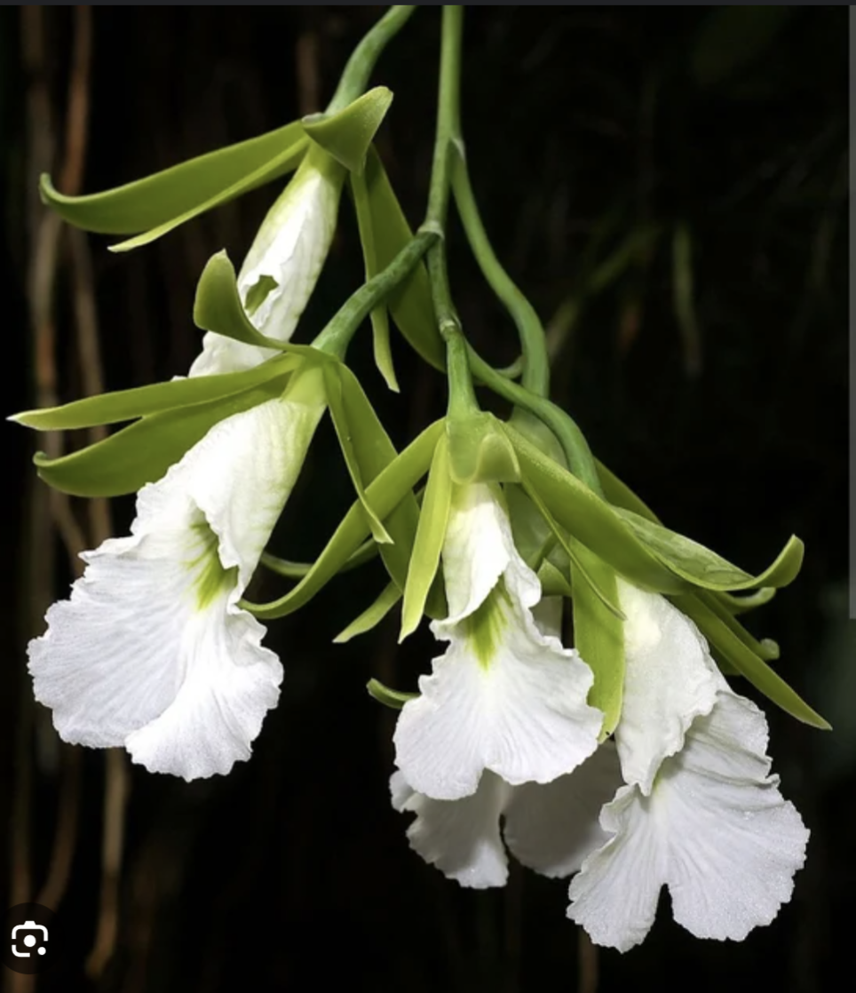 Prosthechea mariae | BS not in bloom | 4" Pot