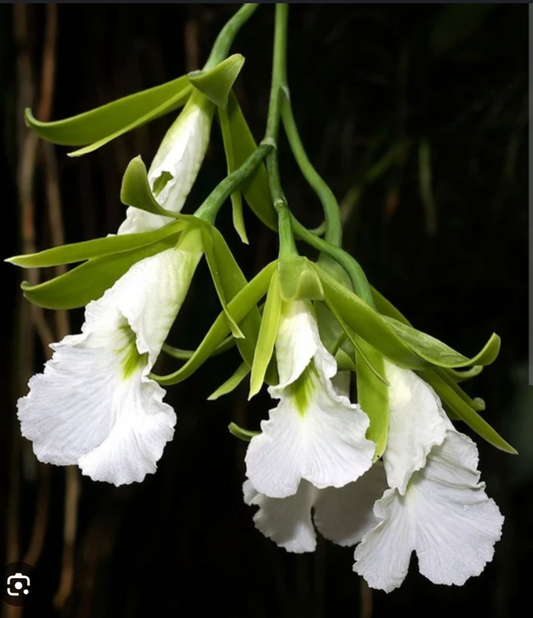 Prosthechea mariae | BS not in bloom | 4" Pot