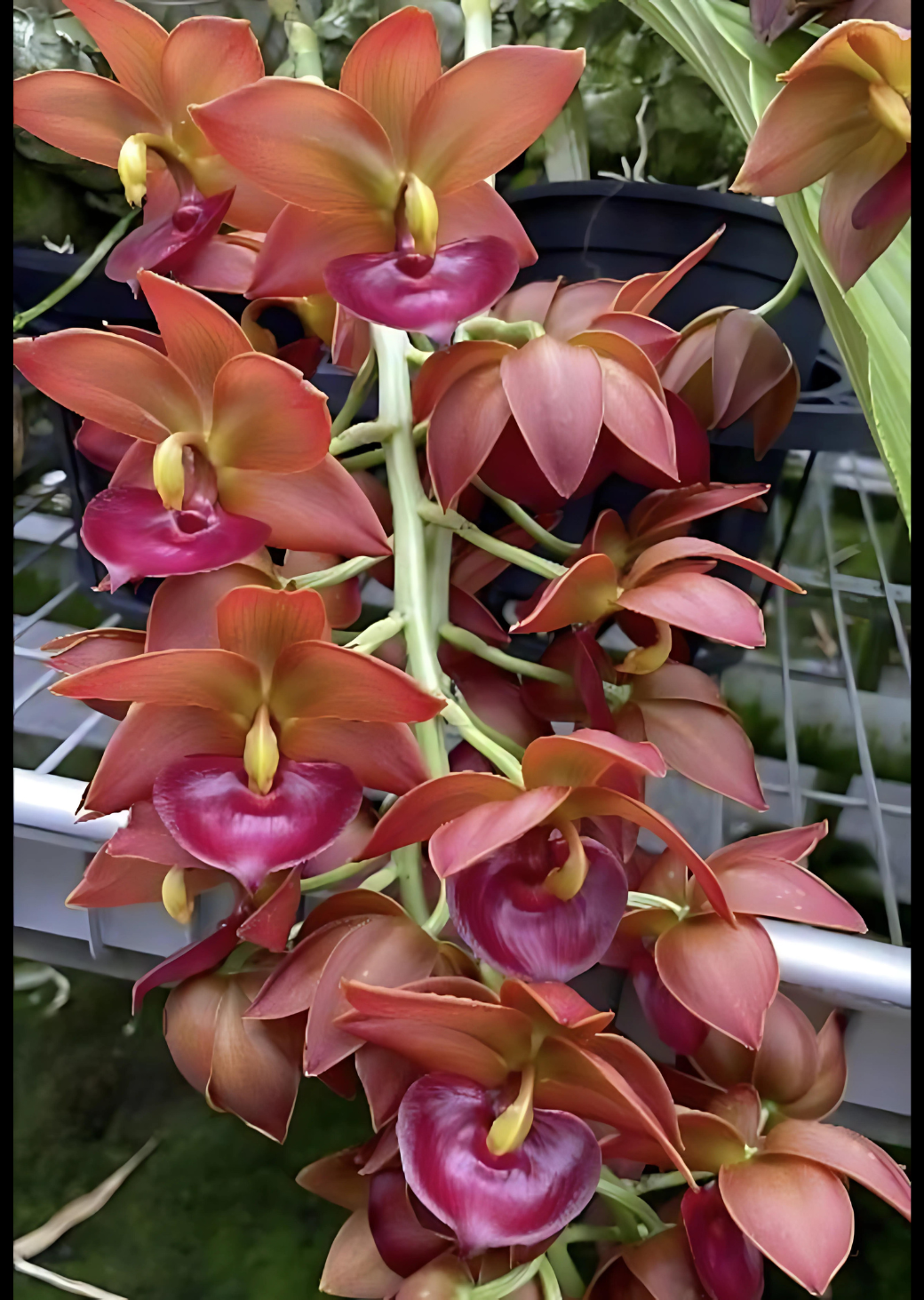 Cycnodes Taiwan Gold ‘Orange’ | BS not in spike