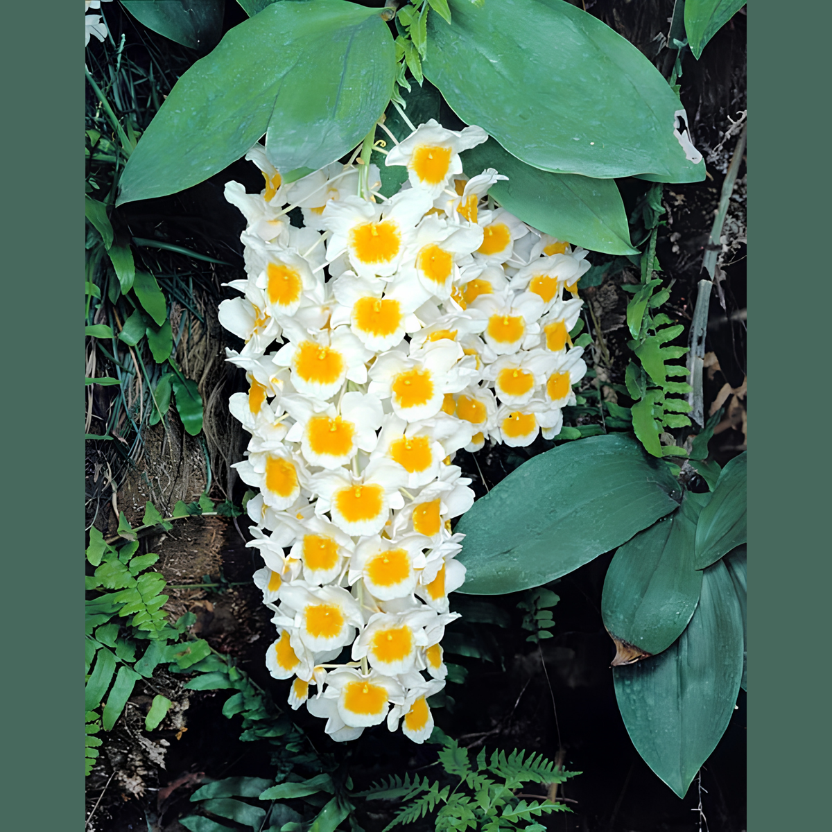 Dendrobium farmeri | BS not in bloom | 3" pot
