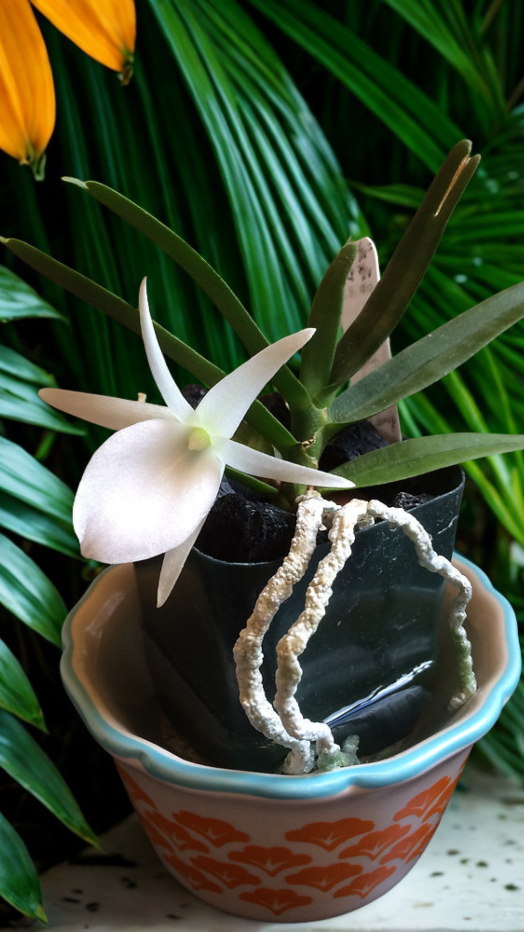 Angraecum didieri | BS not in bloom | Miniature