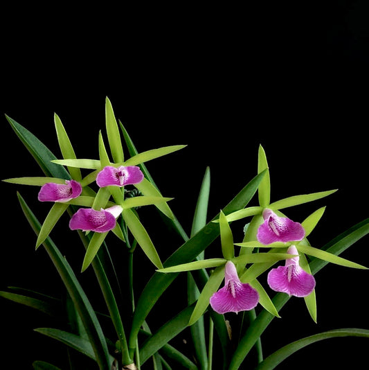 Bc. Gulfshore's Beauty 'Green Gem' | Live orchid | NBS not in bloom