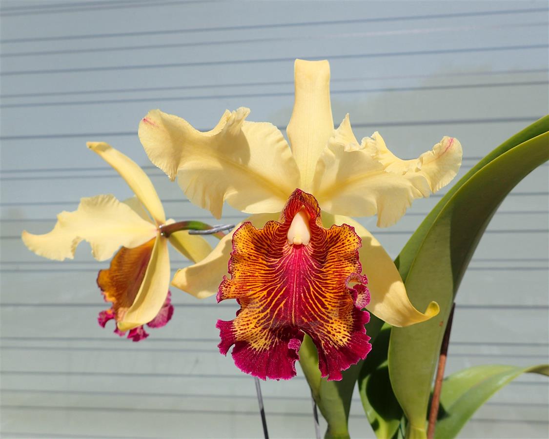 Cattleya dowiana fma aurea 'Net Dream' | NBS