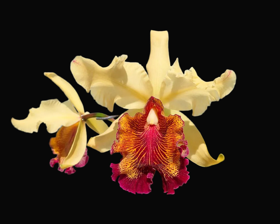 Colorful orchid flower on a black background