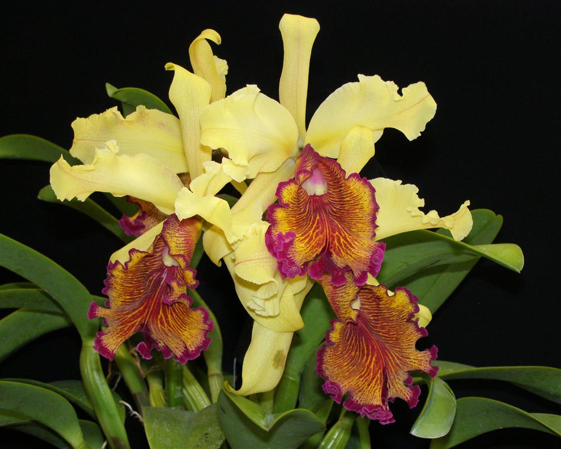 Cattleya dowiana fma aurea 'Net Dream' | NBS