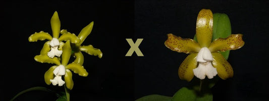 C. leopoldii albina x C. leopoldii suave | Seed grown cross | Species