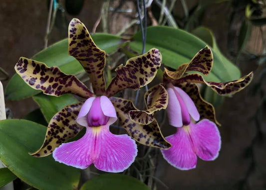 Cattleya Peckaviensis | Fragrant | Live orchid plant