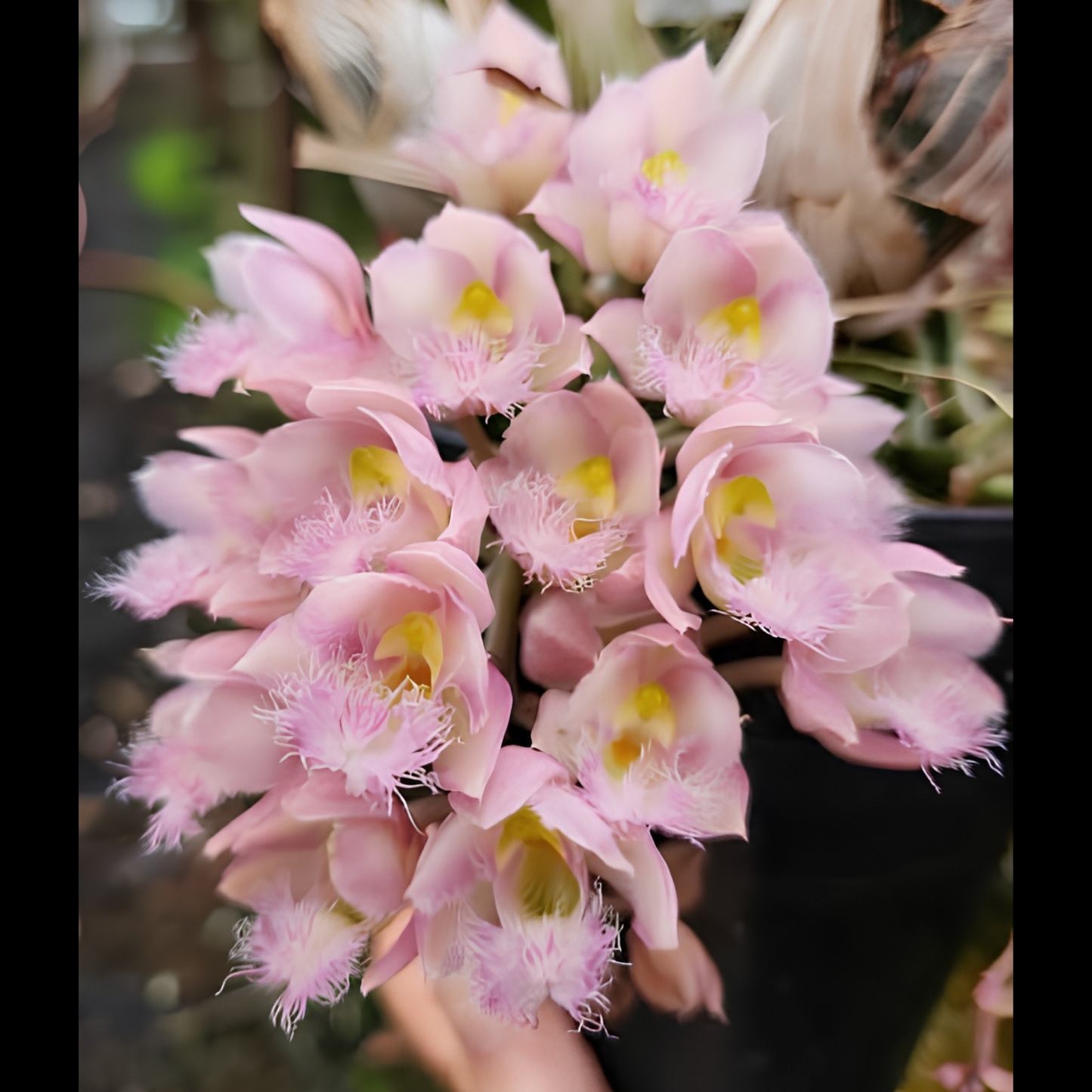 Cl. Rebecca Northen 'Mikkabi' | BS not in bloom