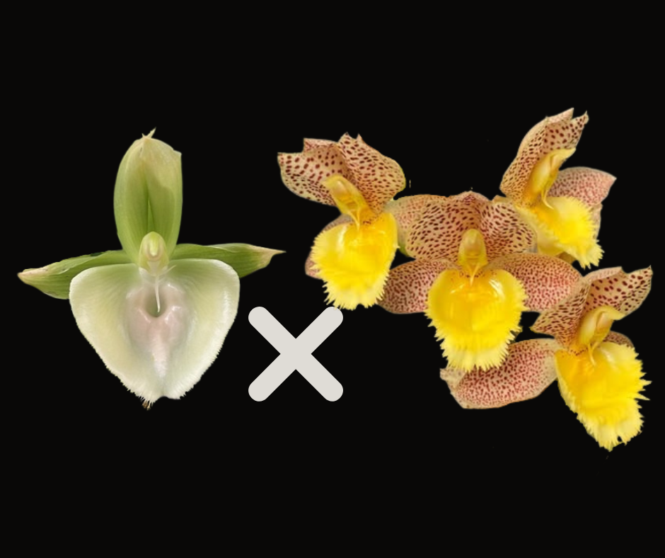 Ctsm. Mem. I.H. Shirley '7315' x Ctsm. Mem. Dorothy Wells 'Rustic Gold'