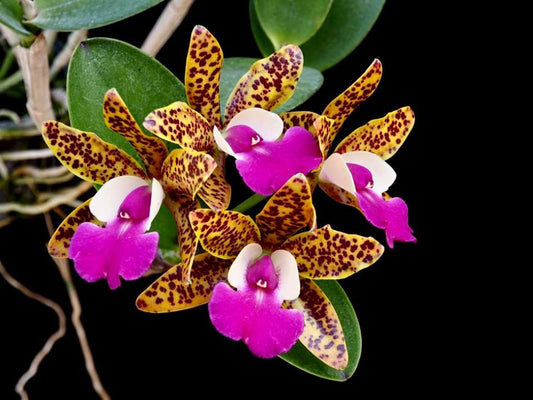 Cattlianthe Ratsima Spot | Live NBS Orchid | Not in bloom | Fragrant