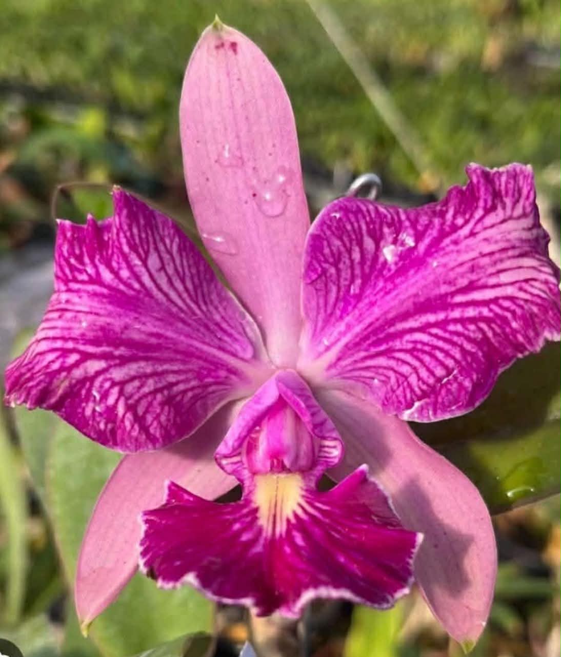 C. walkeriana var. trilabelo x C. schilleriana | Bareroot New Import