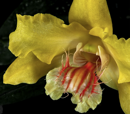 Dendrobium lowii | Blooming size not in bloom live Orchid | 3" basket