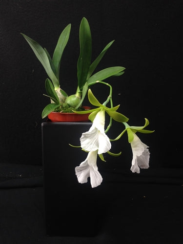 Prosthechea mariae | BS not in bloom | 4" Pot