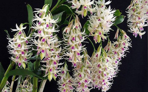 Dendrobium amethystoglossum | BS | 3" pot