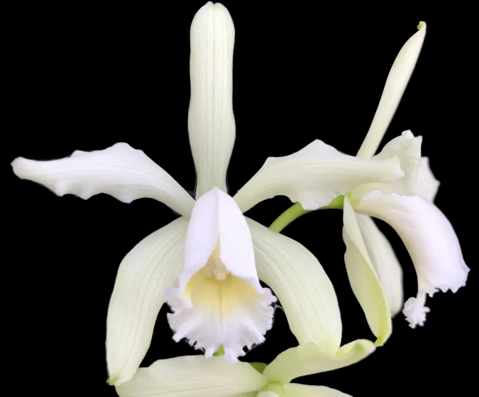 C. frobesii var alba x sib | NBS | 4" pots