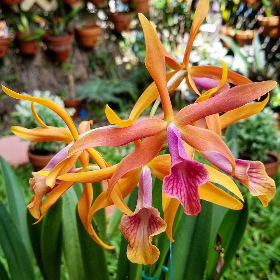 Brassocattleya Golden Glory | BS | 3.5" pots