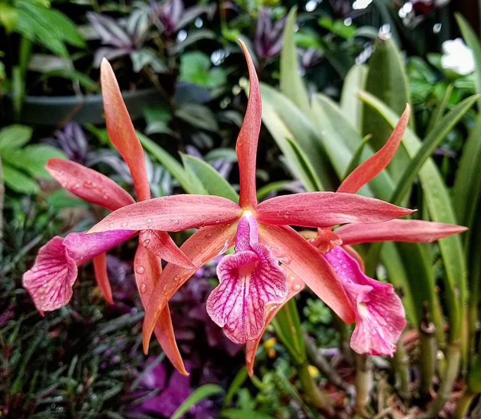 Brassocattleya Golden Glory | BS | 3.5" pots