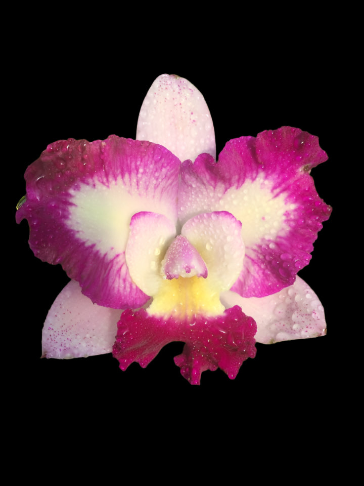 Pot. River and Piper 'Sweetheart' x Blc. Waikiki Gold 'Lea' | 5" pot