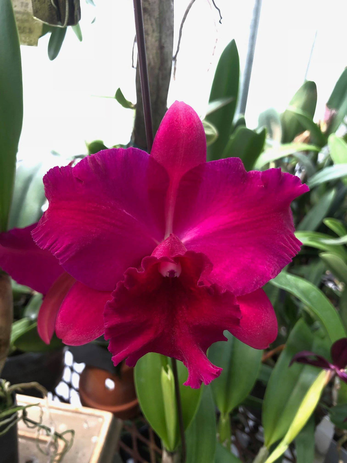 Rlc. Hsinying Scarlet 'Ching Hua' | BS not in bloom | 4" pot