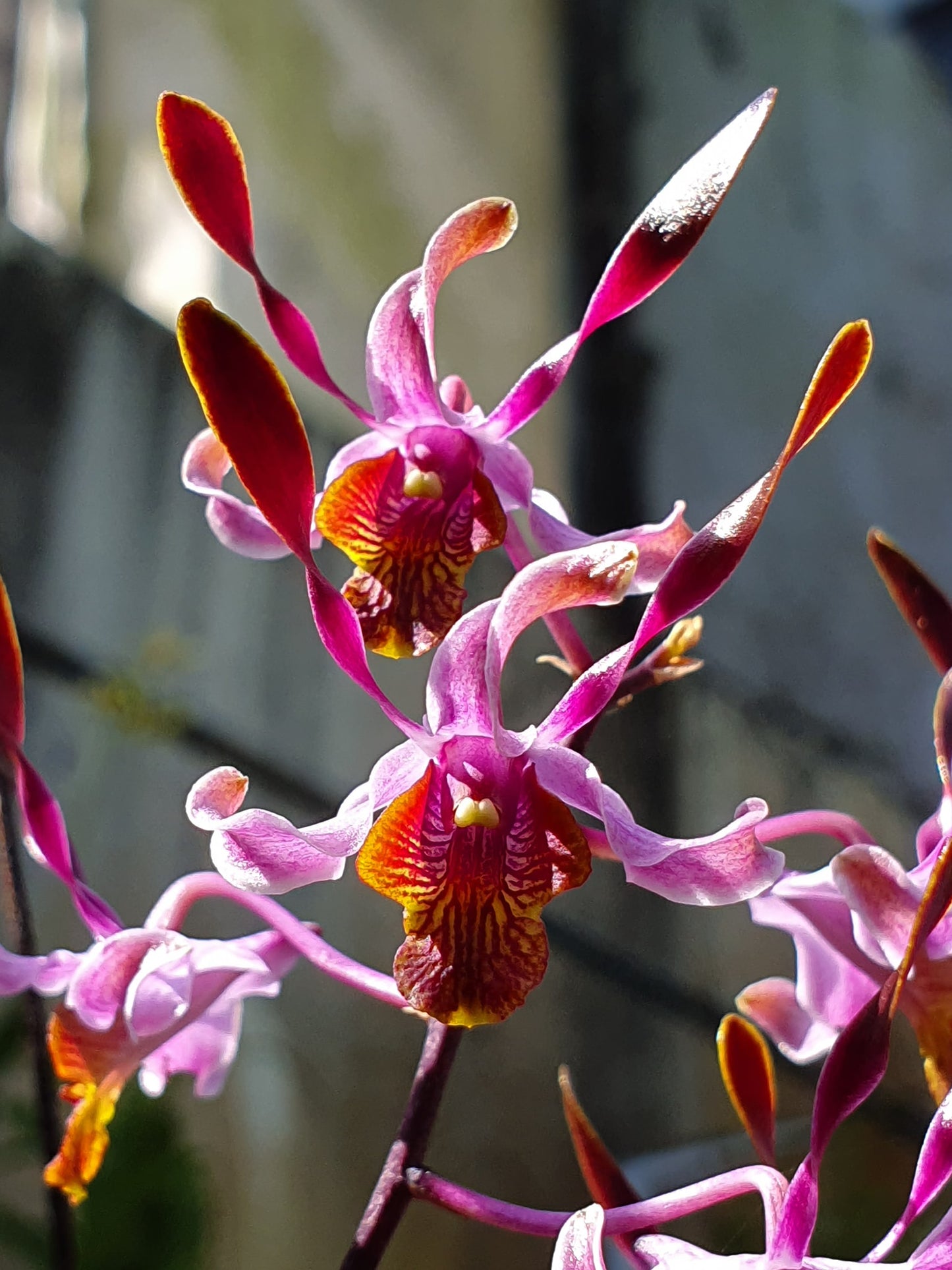 Den Penang Little Magic | 3" Pot | BS not in bloom