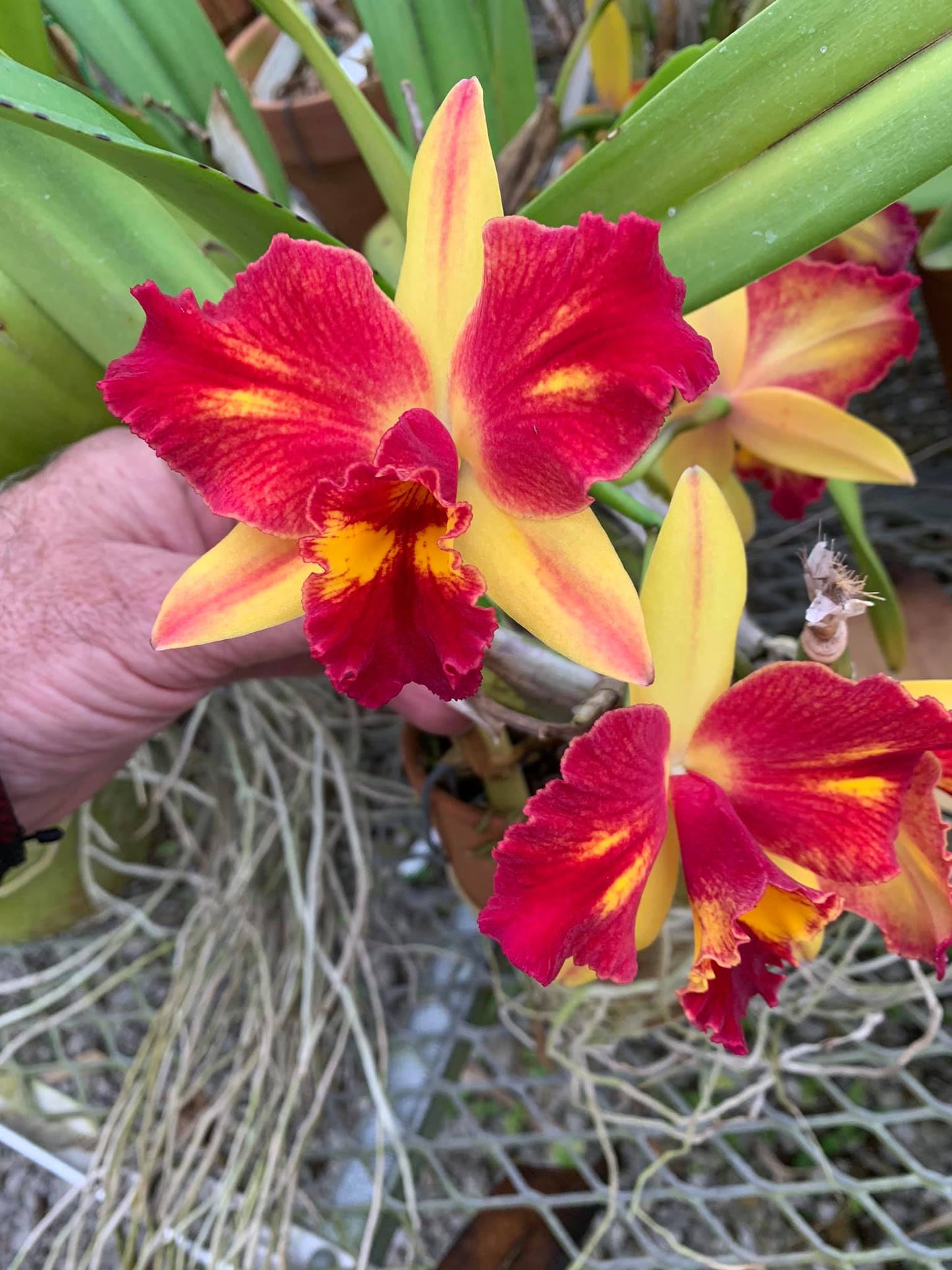 Cattleya Fire Magic | BS 3.5" pot not in bloom