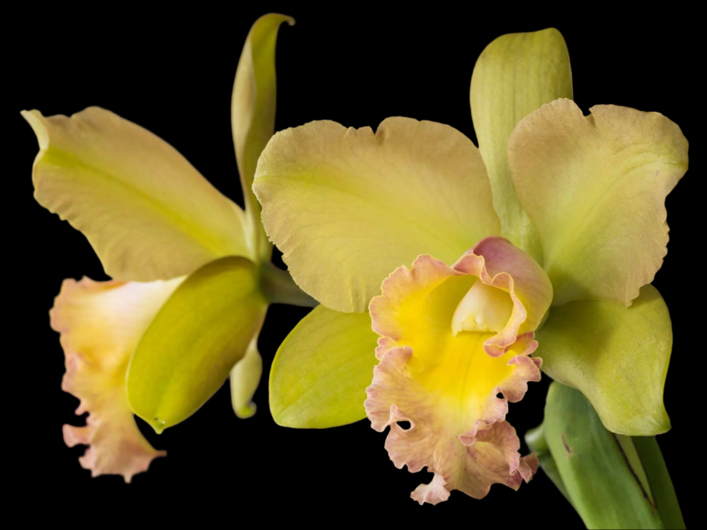 Pot. River and Piper 'Sweetheart' x Blc. Waikiki Gold 'Lea' | 5" pot