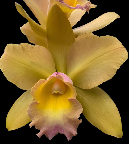 Pot. River and Piper 'Sweetheart' x Blc. Waikiki Gold 'Lea' | 5" pot