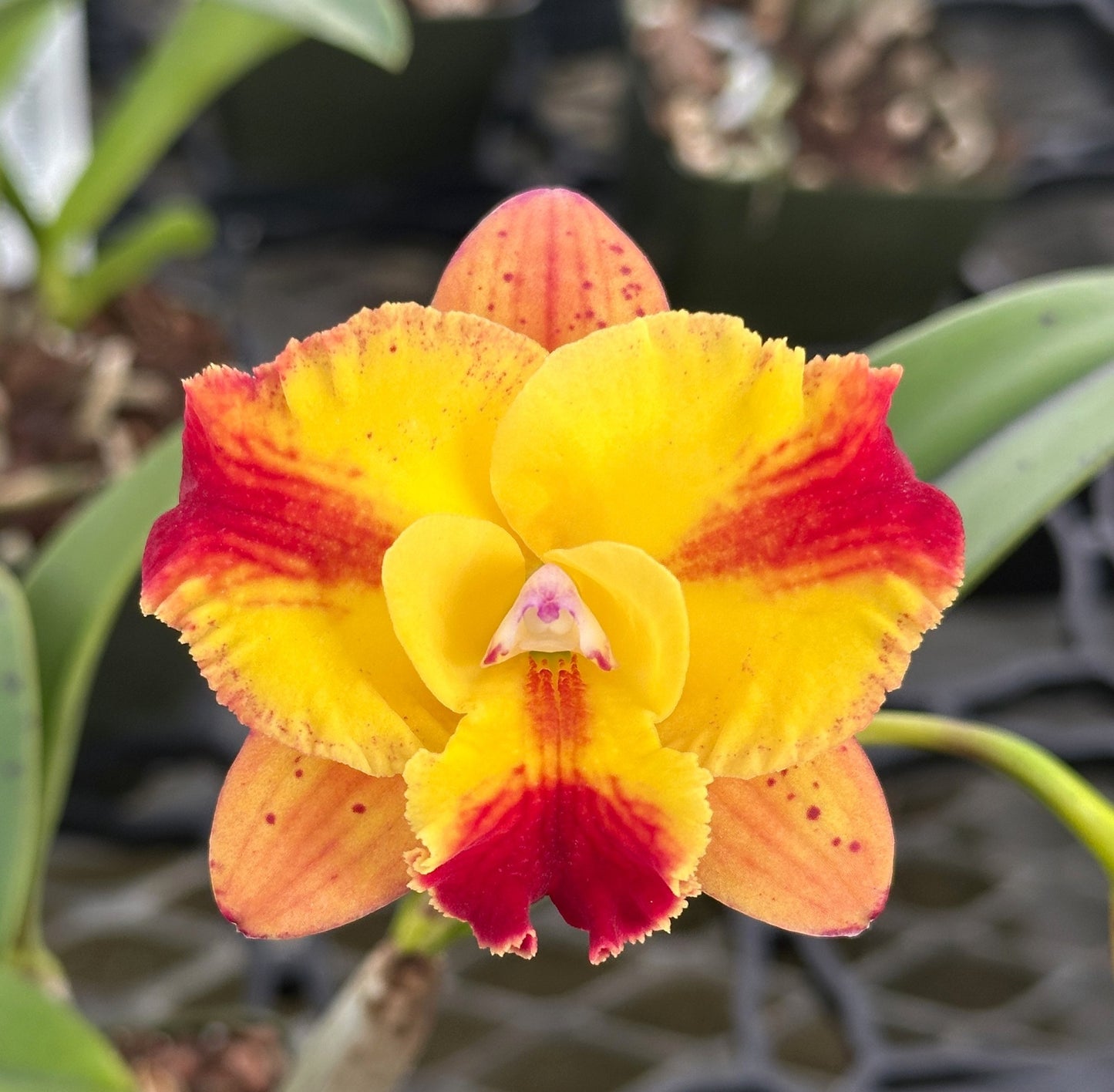 Rhyncattleanthe Katherine Clarkson-Laszlo's Spark | BS 4" pot not in bloom