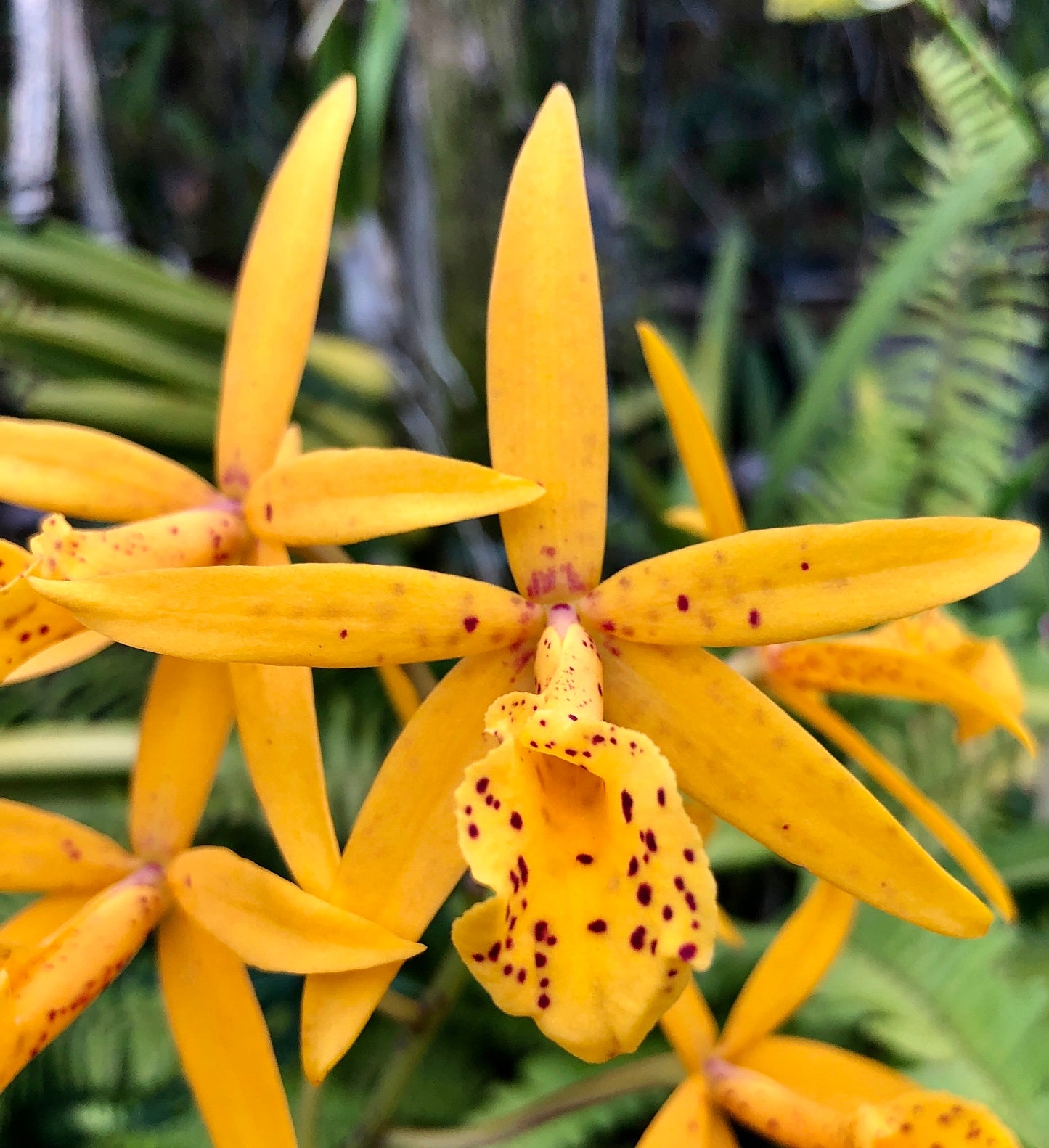 Bc. Richard Mueller | BS not in bloom