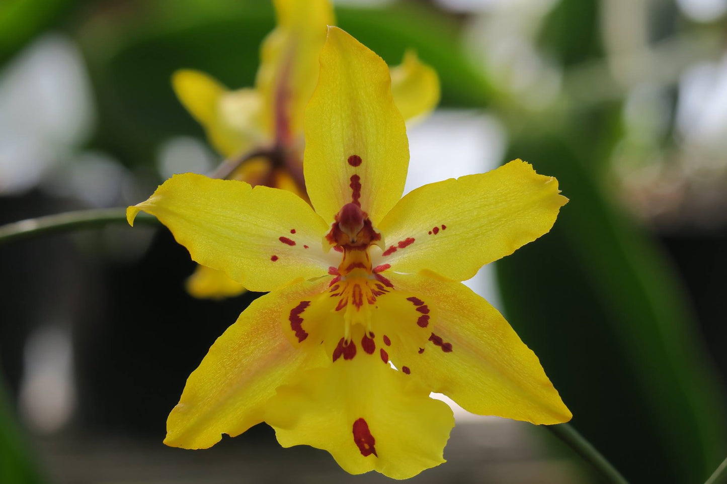 Odcdm. Tiger Crow ‘Golden Girl’ | BS not in bloom