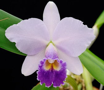 Cattleya Hiroshima Melody 'Blue Geneie'