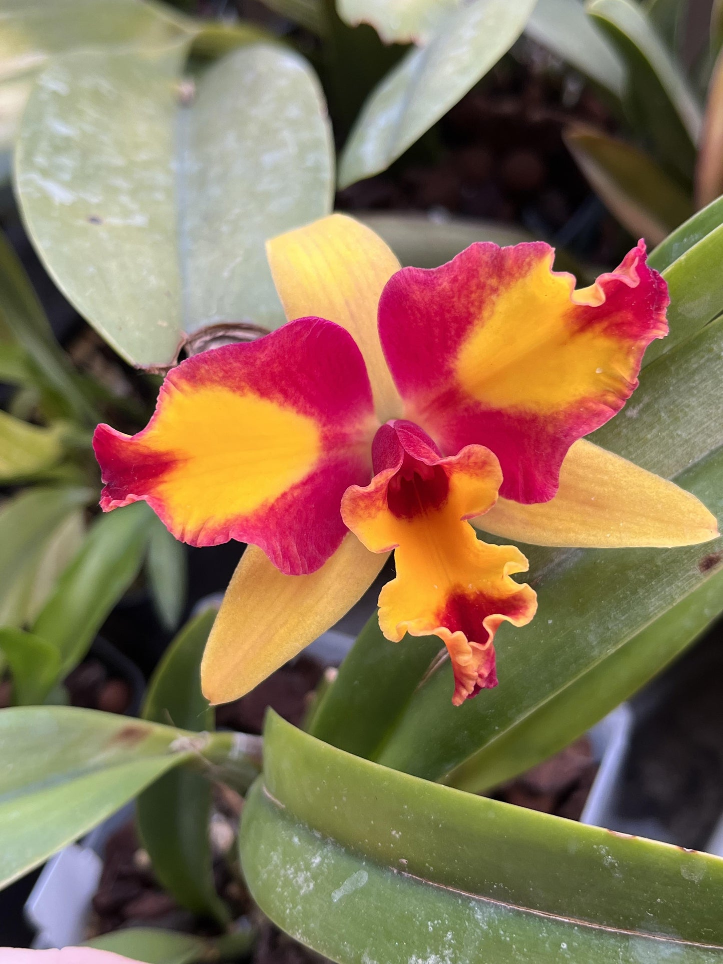 Cattleya Fire Magic | BS 3.5" pot not in bloom