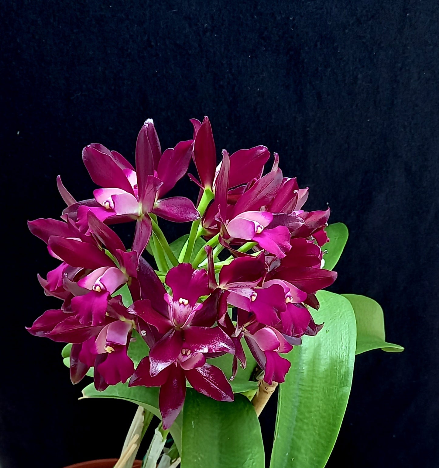 Cattlianthe Netrasiri Waxy | BS not in bloom