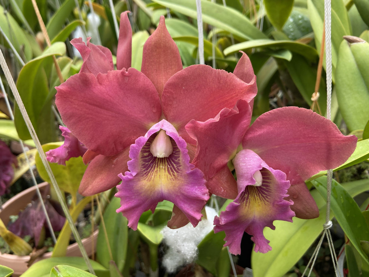 Rlc. Volcano Island 'Volcano Queen' | NBS 3" pot