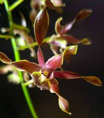 Den. Greg Scott 4N x Den. Kaipu 4N | BS | 4" Pots