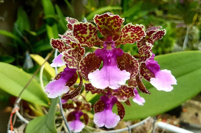 A close-up of a purple and maroon mottled orchid flower with light pink to white lips, surrounded by green leaves in a garden setting.