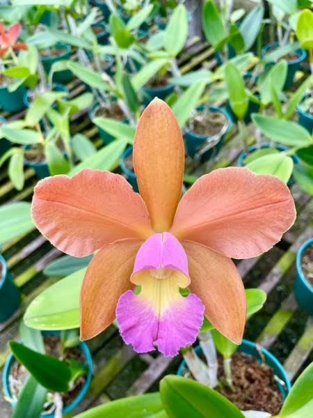 C. tigrina var. trilabelo x Blc Waikiki Gold 'Lea' | Bareroot New Import