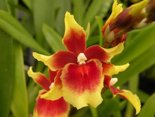 A close-up of a yellow and red orchid flower with green leaves in the background.