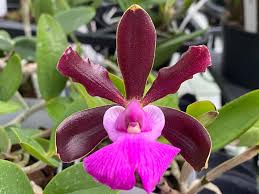 C. aclandiae 'negra' x sib | Bareroot new import