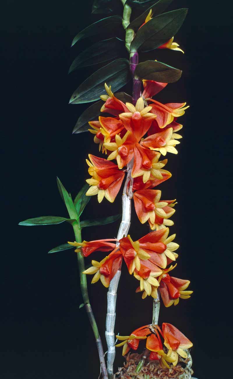 Den chrysopterum x den lawesii 'Two-tone' | BS not in bloom
