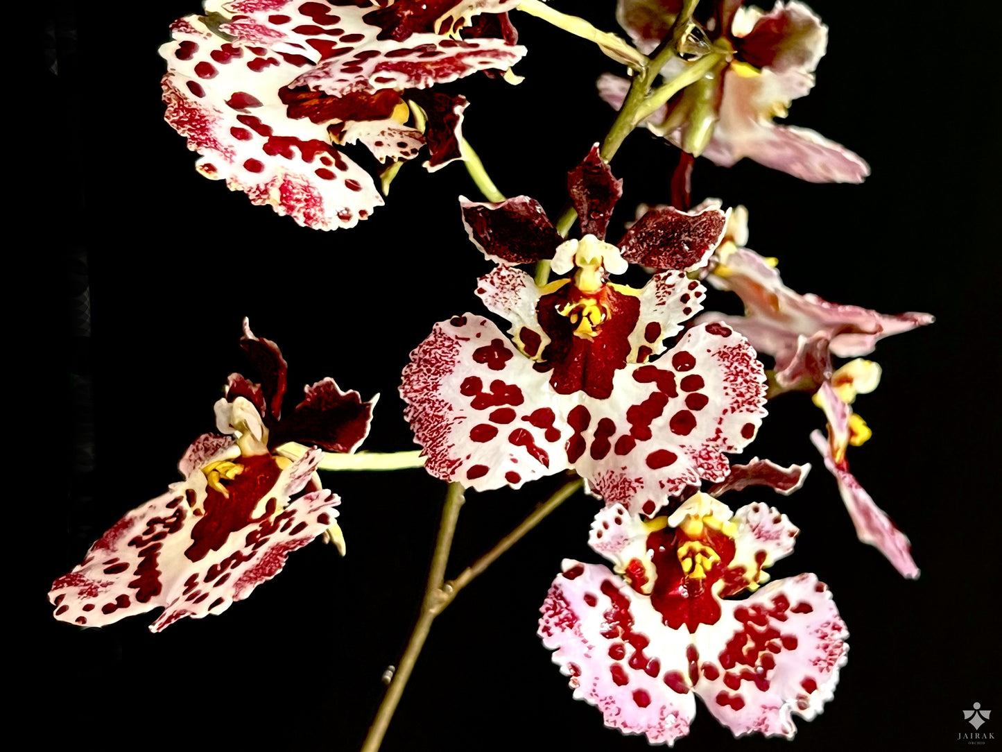 Tolumnia Jairak Flyer 'Giraffe' Cork Mounted | BS miniature not in bloom