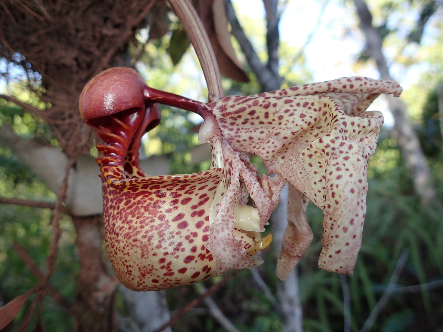 Coryanthes macrantha | BS not in bloom