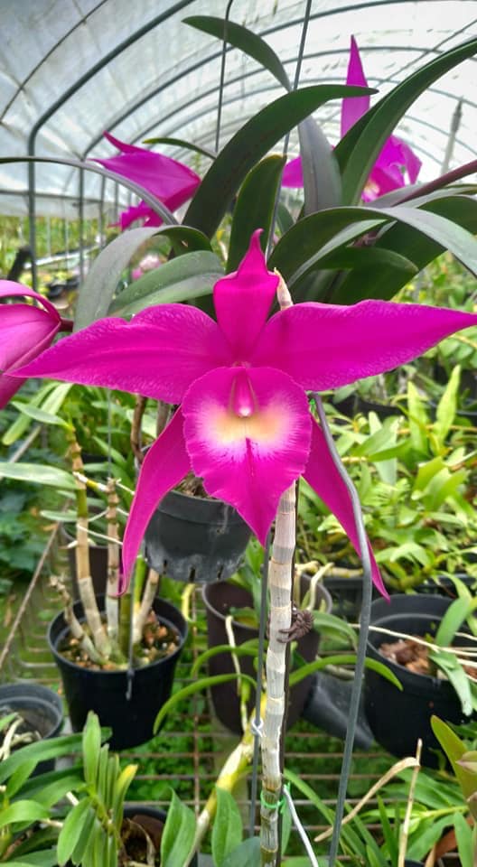 Rby. TLDC Divine Phoenix 'Pterodactyl' | NBS Live Orchid