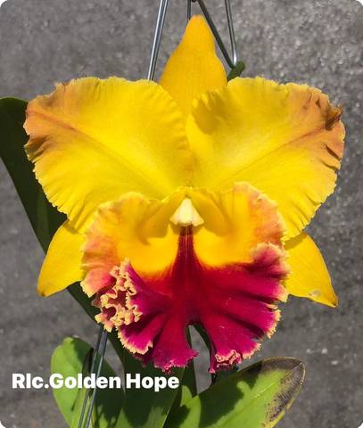 Rlc. Golden Hope | BS not in bloom