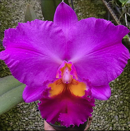 Rlc. Perfect Choice 'Purple Lady' BM/JOGA | 4" pot | Live Blooming Size Fragrant Orchid