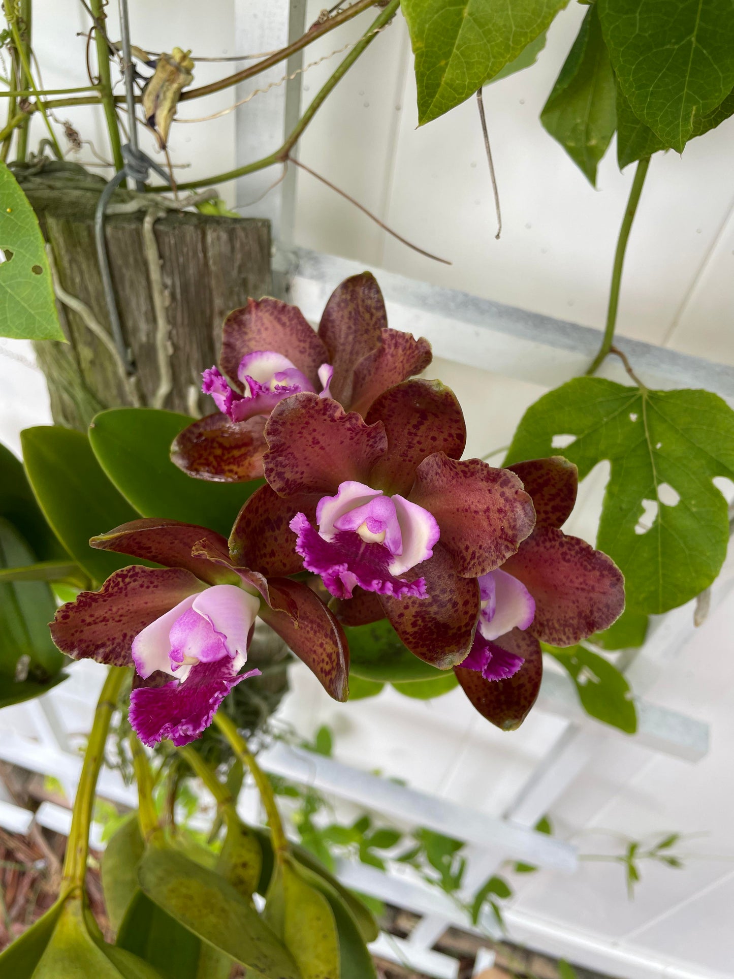 Rlc. Volcano Jewel 'Volcano Queen'| Live Blooming Size Orchid | Cattleya